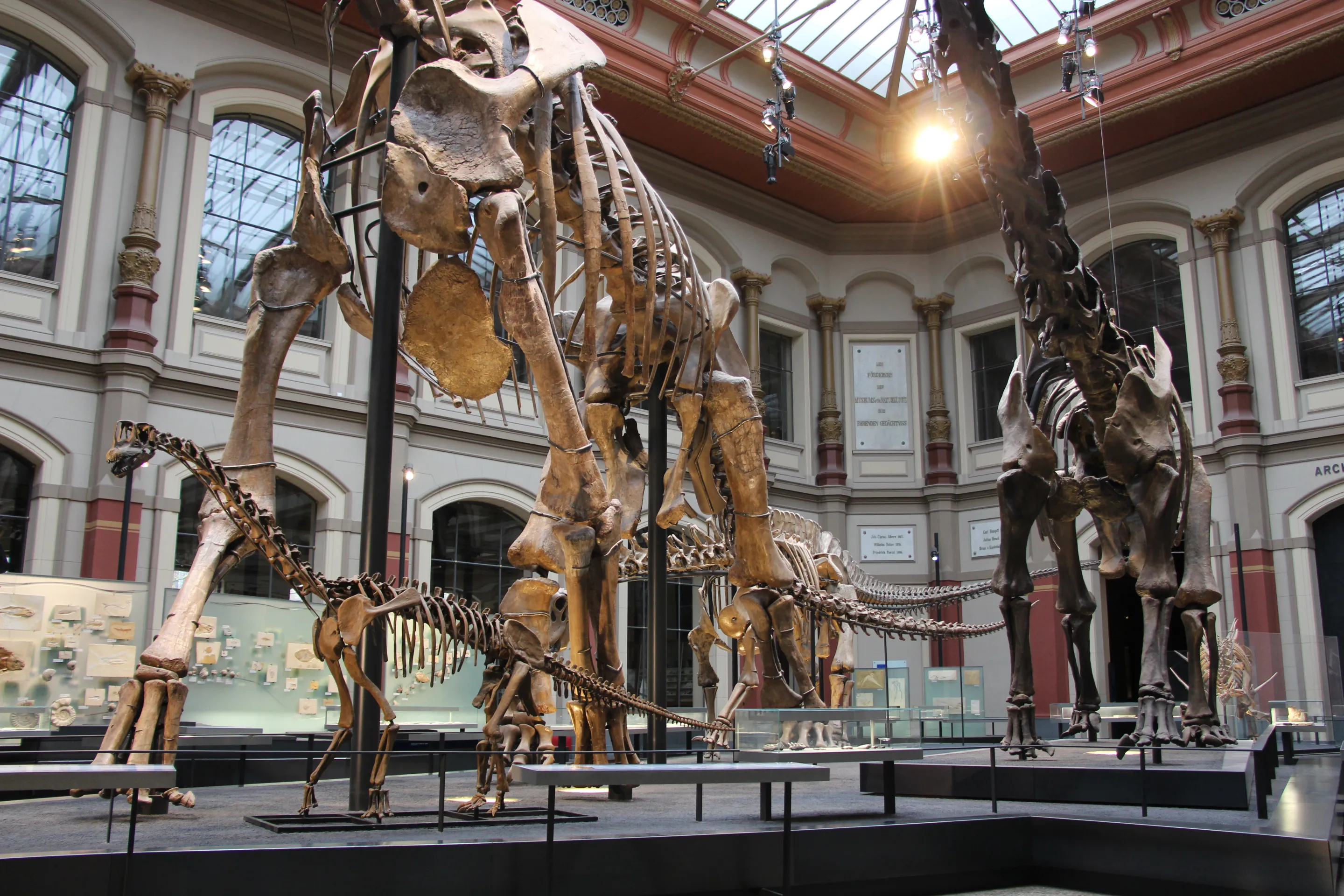 Europasaurus-Skelett