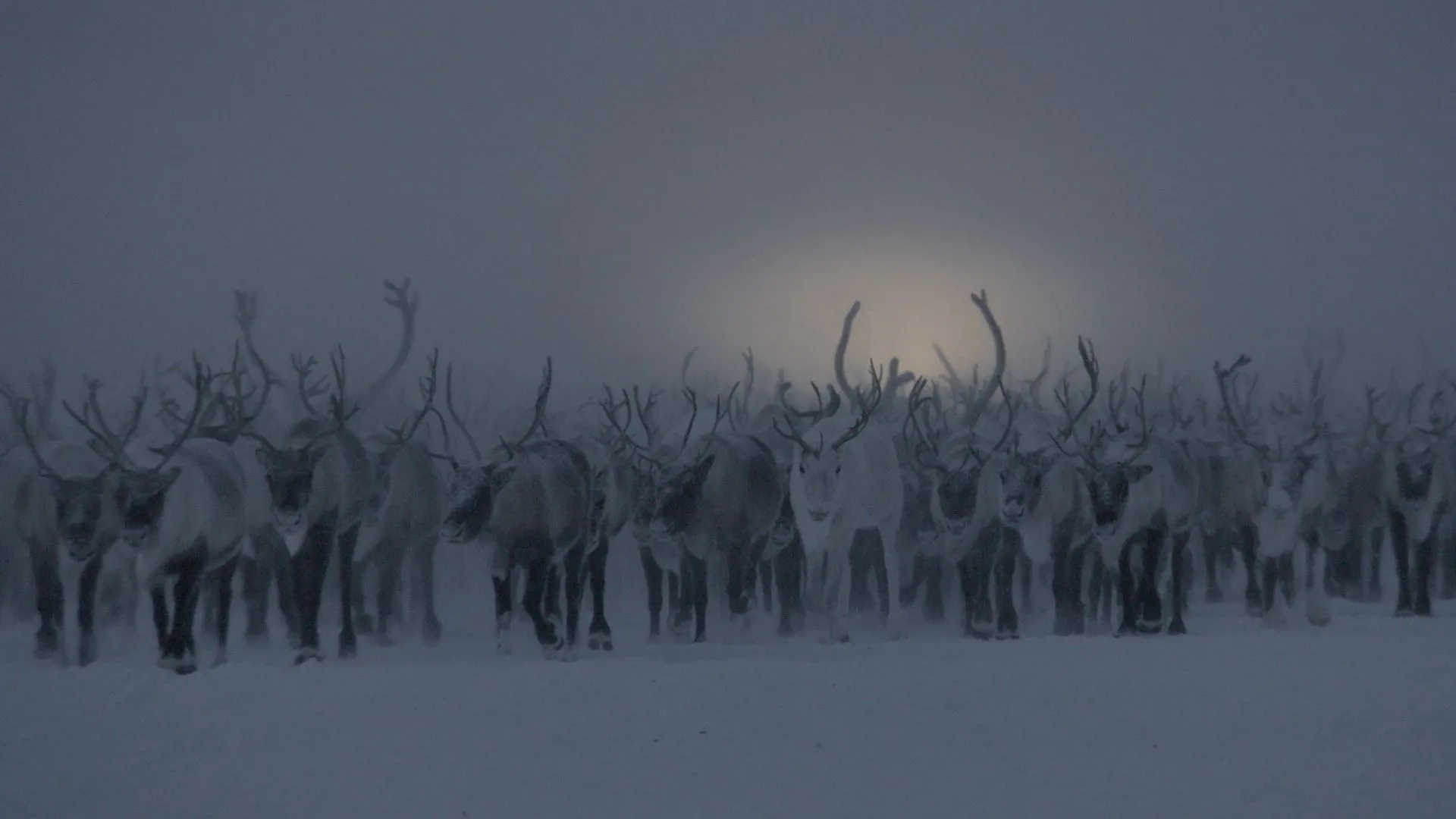 Eine Herde Rentiere im Schnee mit schwachem Gegenlicht