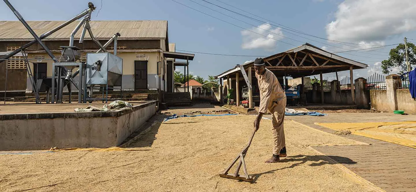 Ein MItarbeiter wendet Reis in einer Reismühle in Uganda