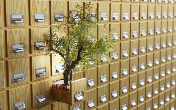 Ein Baum wächst aus einem Karteikartenfach.