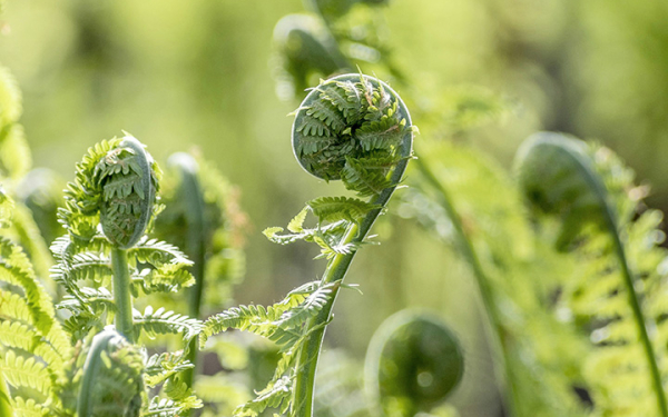 eingerollte Farnblätter