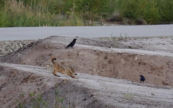 Wolf auf einer Sandfläche