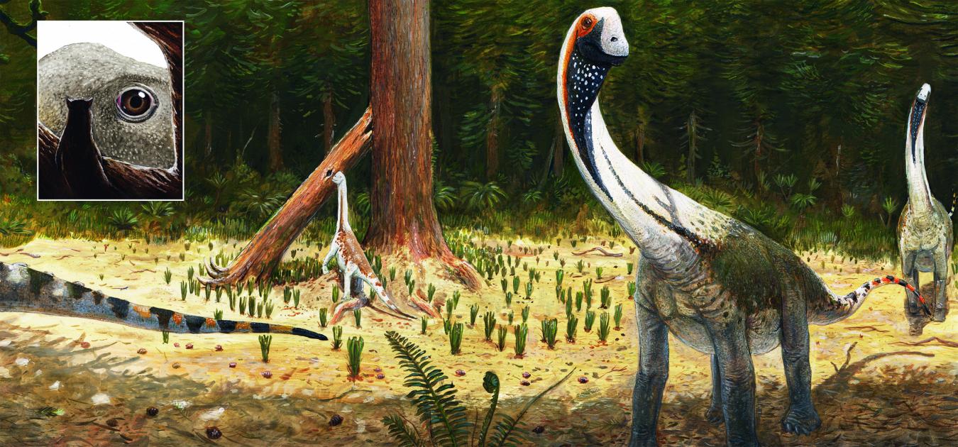 Illustration Europasaurus