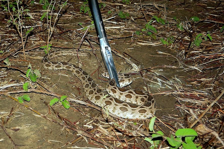 Bago Yoma, Myanmar: Die Kettenviper wird gefangen