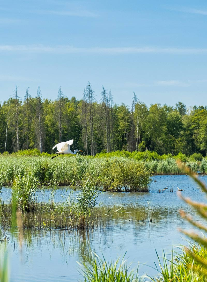 Silberreiher fliegt über Seenlandschaft