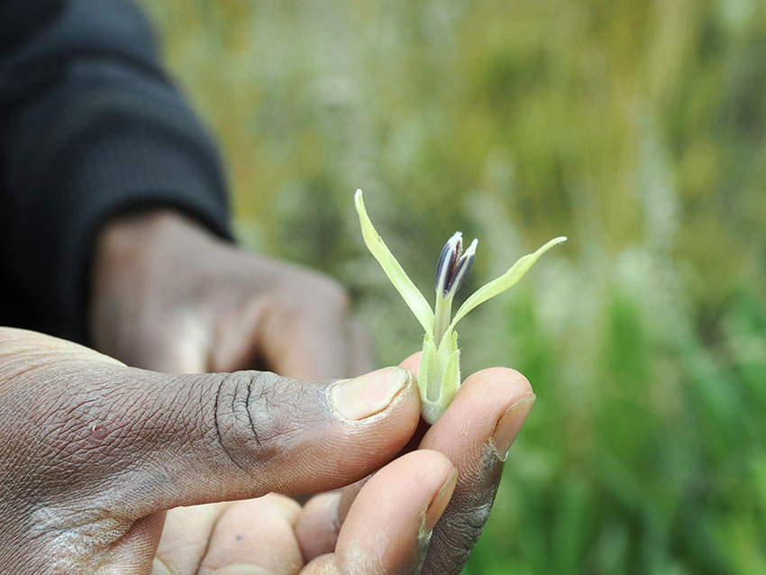 Eine Hand hält ein Pflanzenteil, vermutlich einen Samen oder eine Blüte.