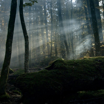 Das Bild zeigt atmosphärisch einfallende Lichtstrahlen im Wald.